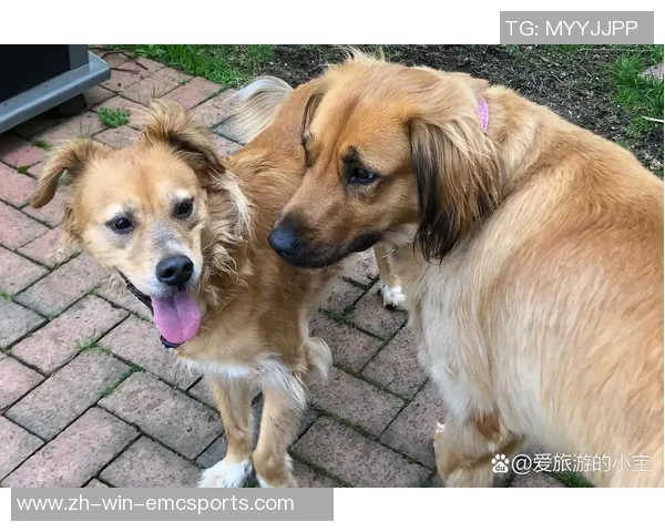 萨摩耶足球:探索这项运动如何增强人与狗之间的深厚情感与默契 萨摩耶足球:探索这项运动如何增强人与狗之间的深厚情感与默契